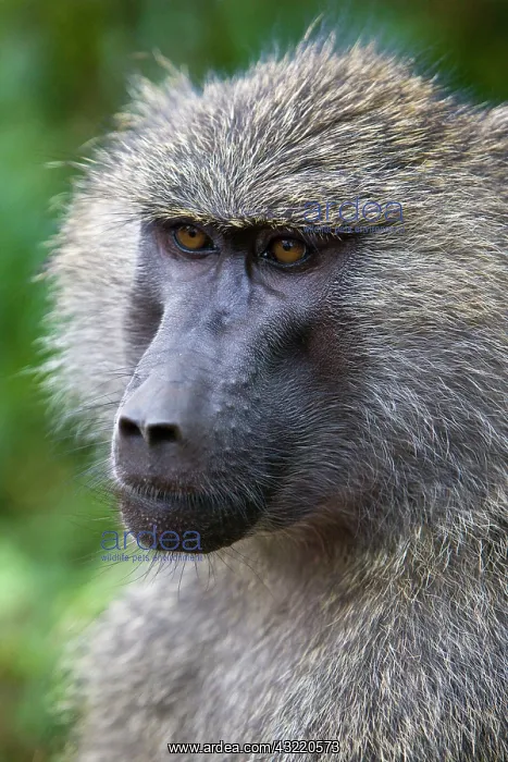 : Africa. Tanzania. Olive Baboon at Ngorongoro : Africa. Tanzania. Olive Baboon at Ngorongoro