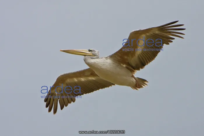: Africa. Tanzania. Pink-backed Pelican flying : Africa. Tanzania. Pink-backed Pelican flying
