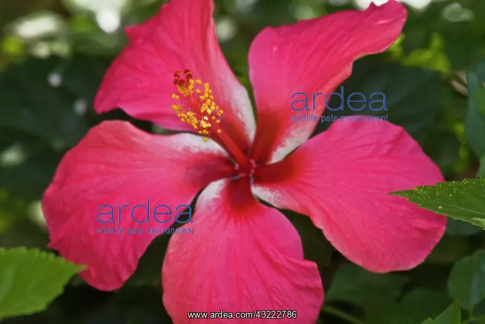 : Africa. Tanzania. Pink Hibiscus in Arusha : Africa. Tanzania. Pink Hibiscus in Arusha