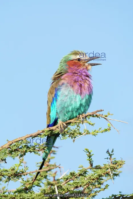 : Africa, Tanzania. Portrait of a lilac-breasted roller : Africa, Tanzania. Portrait of a lilac-breasted roller