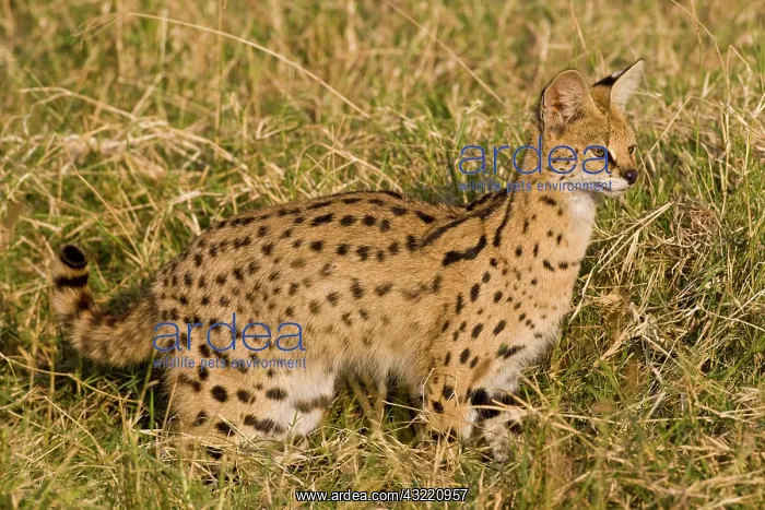 : Africa. Tanzania. Rare Serval Cat hunting : Africa. Tanzania. Rare Serval Cat hunting
