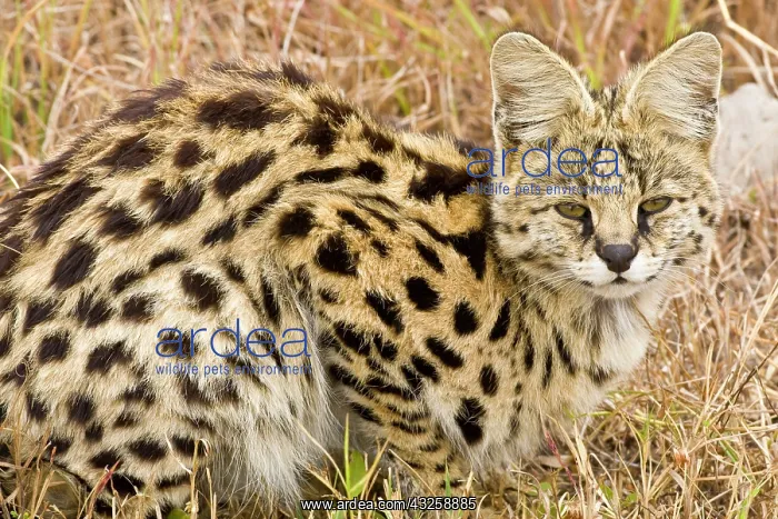 : Africa. Tanzania. Rare Serval Cat hunting : Africa. Tanzania. Rare Serval Cat hunting
