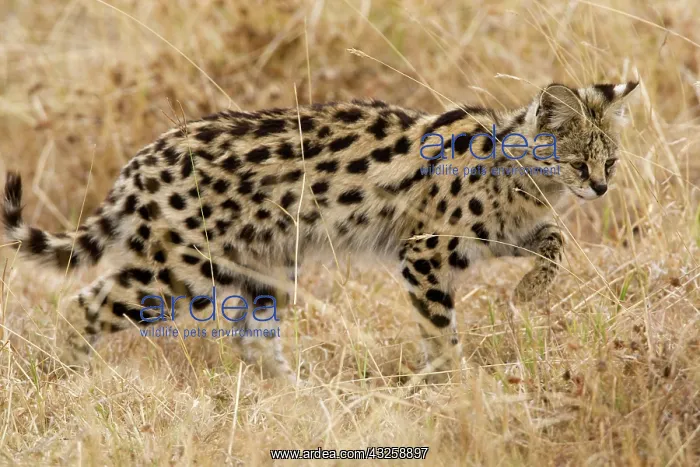 : Africa. Tanzania. Rare Serval Cat hunting : Africa. Tanzania. Rare Serval Cat hunting
