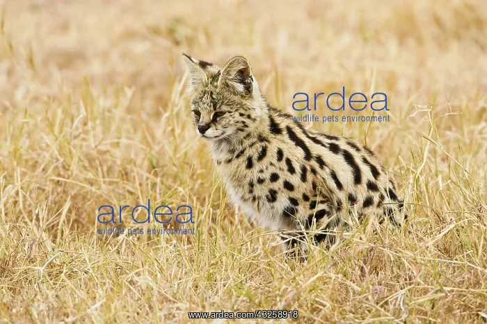: Africa. Tanzania. Rare Serval Cat hunting : Africa. Tanzania. Rare Serval Cat hunting