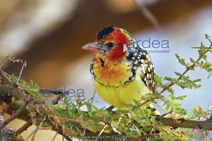 : Africa. Tanzania. Red-and Yellow Barbet : Africa. Tanzania. Red-and Yellow Barbet