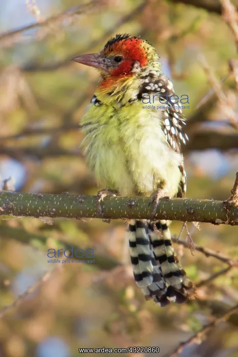 : Africa. Tanzania. Red-and Yellow Barbet : Africa. Tanzania. Red-and Yellow Barbet
