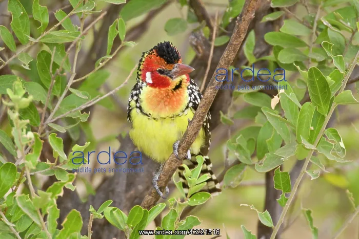: Africa. Tanzania. Red-and Yellow Barbet : Africa. Tanzania. Red-and Yellow Barbet