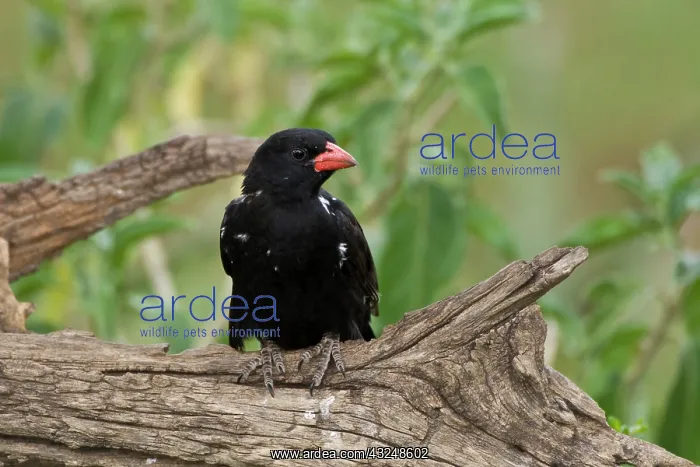 : Africa. Tanzania. Red-Billed Buffalo-Weaver : Africa. Tanzania. Red-Billed Buffalo-Weaver