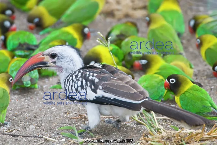 : Africa. Tanzania. Red-billed Hornbill and : Africa. Tanzania. Red-billed Hornbill and