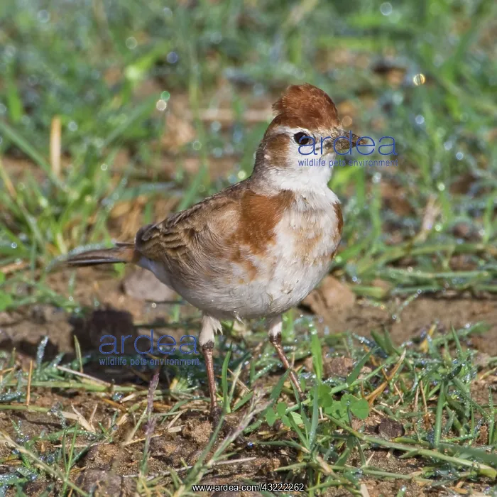 : Africa. Tanzania. Red-Capped Lark in Ngorongoro : Africa. Tanzania. Red-Capped Lark in Ngorongoro