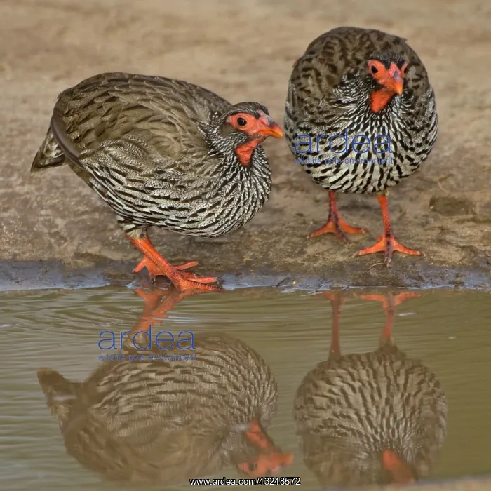 : Africa. Tanzania. Red-Necked Spurfowl in : Africa. Tanzania. Red-Necked Spurfowl in