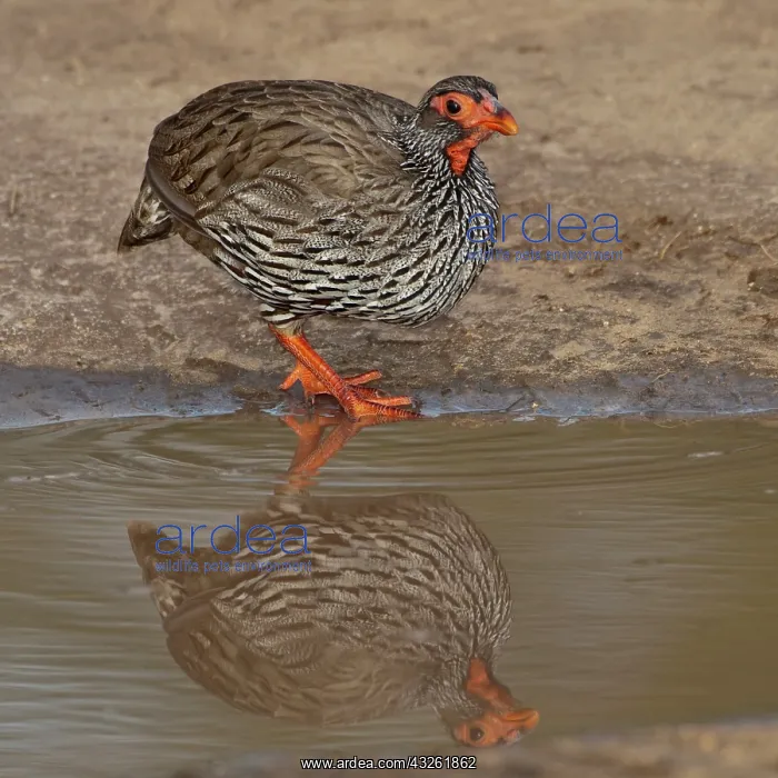: Africa. Tanzania. Red-Necked Spurfowl in : Africa. Tanzania. Red-Necked Spurfowl in