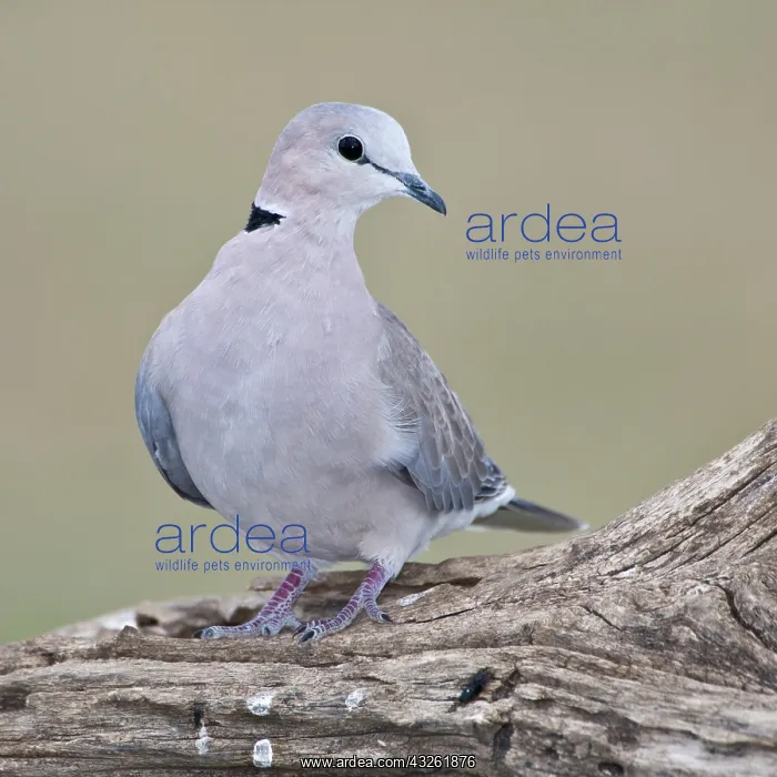  : Africa. Tanzania. Ring-Necked Dove at Ndutu