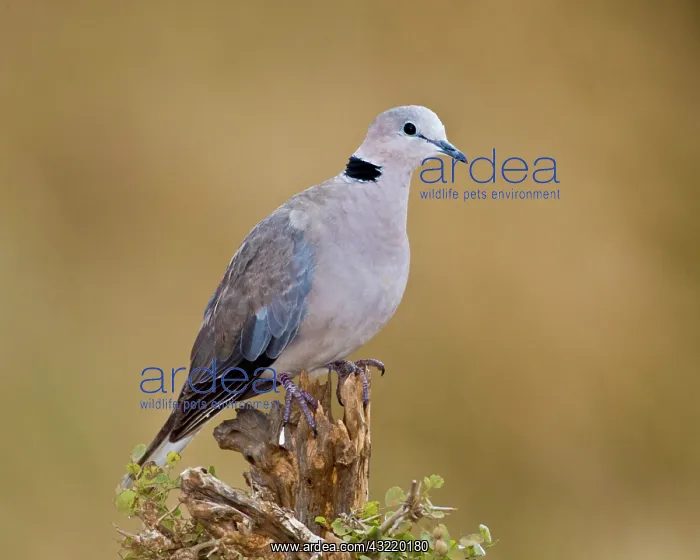 : Africa. Tanzania. Ring-necked Dove at Tarangire : Africa. Tanzania. Ring-necked Dove at Tarangire