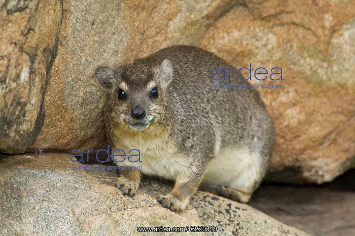 : Africa. Tanzania. Rock Hyrax in Tarangire : Africa. Tanzania. Rock Hyrax in Tarangire