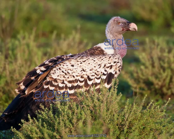 : Africa. Tanzania. Rueppell's Griffon Vulture : Africa. Tanzania. Rueppell's Griffon Vulture