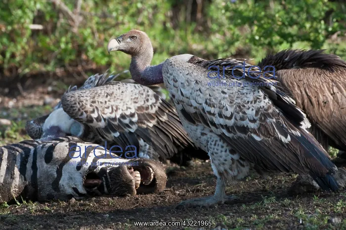 : Africa. Tanzania. Rueppell's Griffon Vulture : Africa. Tanzania. Rueppell's Griffon Vulture