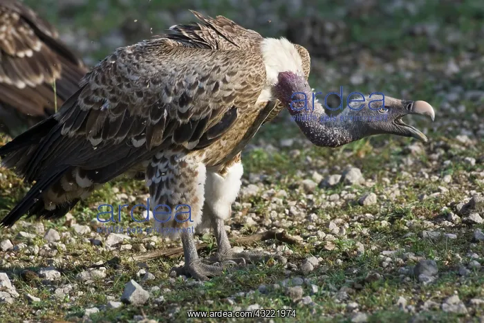 : Africa. Tanzania. Rueppell's Griffon Vulture : Africa. Tanzania. Rueppell's Griffon Vulture