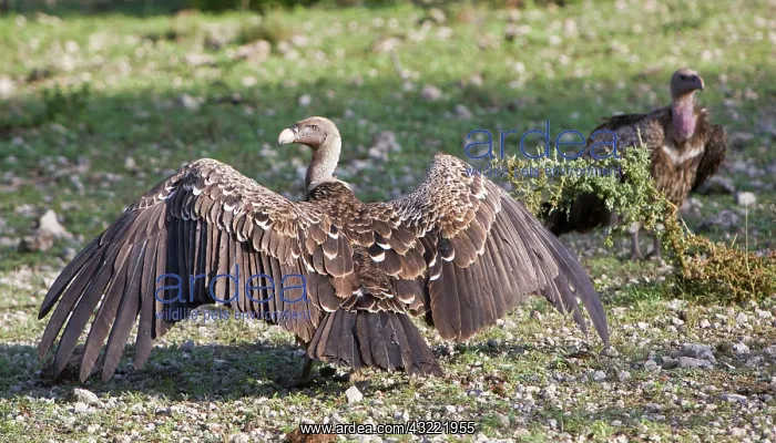 : Africa. Tanzania. Rueppell's Griffon Vultures : Africa. Tanzania. Rueppell's Griffon Vultures