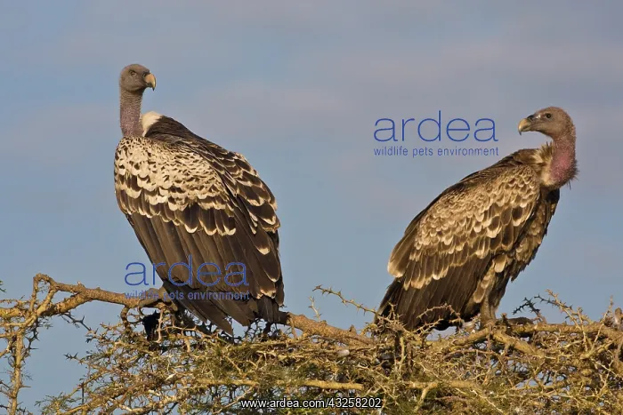 : Africa. Tanzania. Rueppell's Griffon Vultures : Africa. Tanzania. Rueppell's Griffon Vultures
