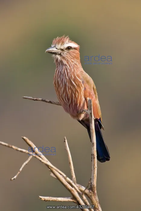 : Africa. Tanzania. Rufous-crowned or Purple : Africa. Tanzania. Rufous-crowned or Purple