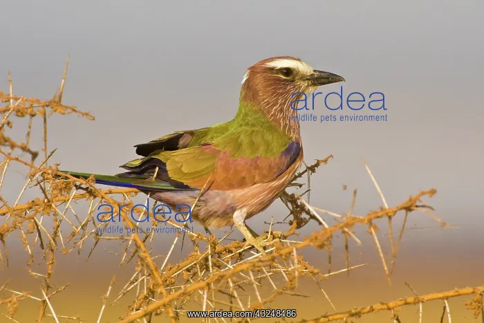  : Africa. Tanzania. Rufous-crowned or Purple