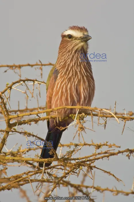 : Africa. Tanzania. Rufous-crowned or Purple : Africa. Tanzania. Rufous-crowned or Purple