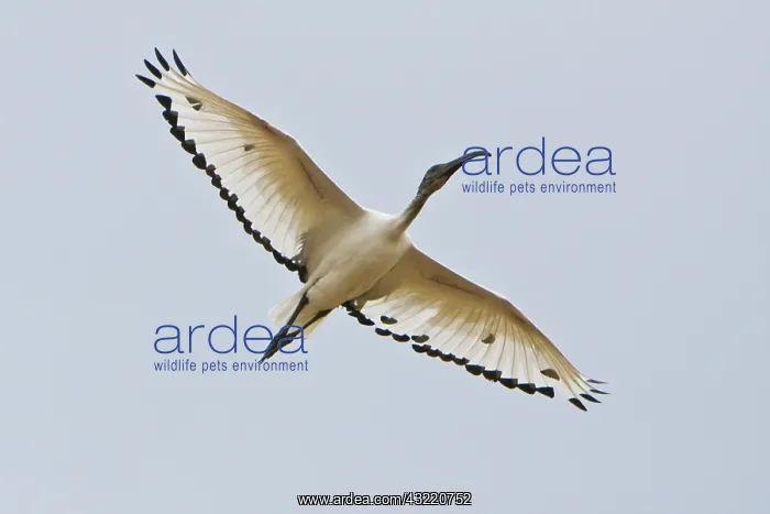 : Africa. Tanzania. Sacred Ibis flying in : Africa. Tanzania. Sacred Ibis flying in