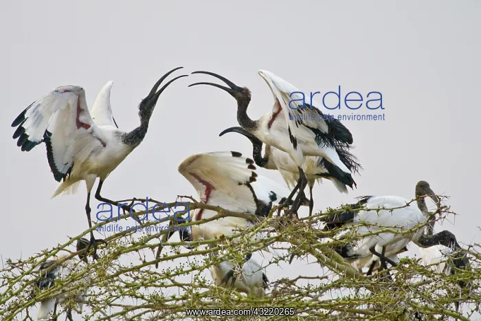 : Africa. Tanzania. Sacred Ibis in Manyara : Africa. Tanzania. Sacred Ibis in Manyara