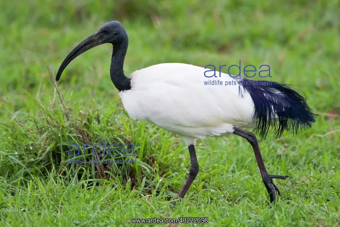 : Africa. Tanzania. Sacred Ibis in Ngorongoro : Africa. Tanzania. Sacred Ibis in Ngorongoro