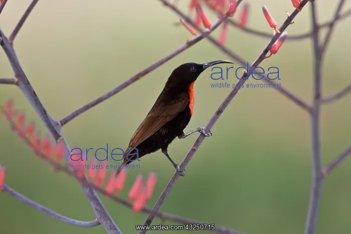 : Africa. Tanzania. Scarlet-Chested Sunbird : Africa. Tanzania. Scarlet-Chested Sunbird