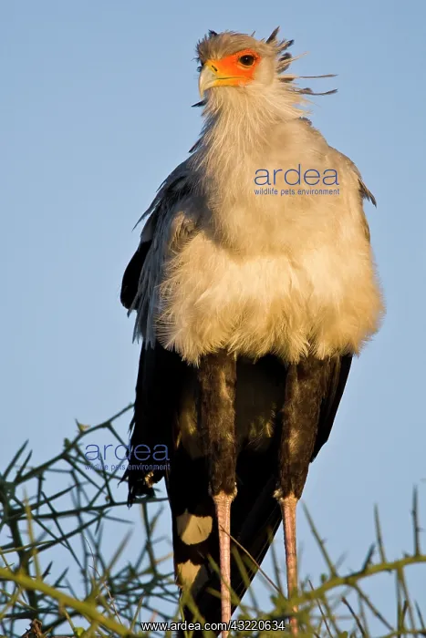 : Africa. Tanzania. Secretary Bird at Ndutu : Africa. Tanzania. Secretary Bird at Ndutu