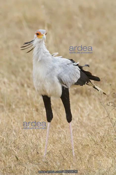 : Africa. Tanzania. Secretary Bird in Ngorongoro : Africa. Tanzania. Secretary Bird in Ngorongoro