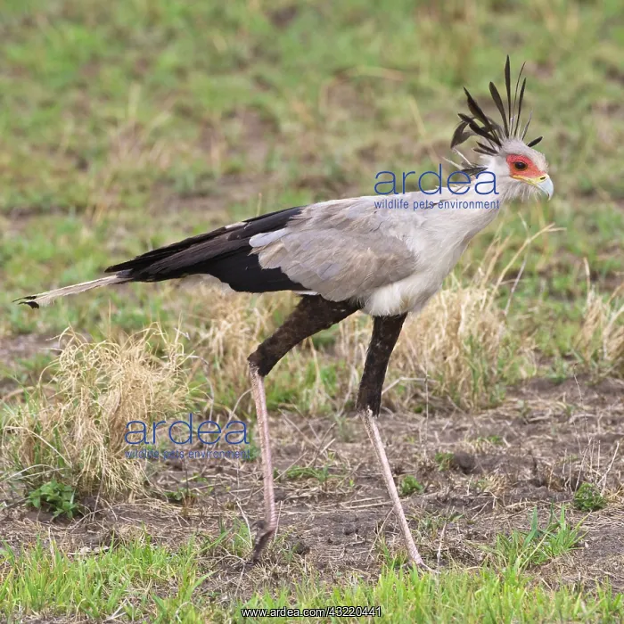  : Africa. Tanzania. Secretary Bird at Tarangire