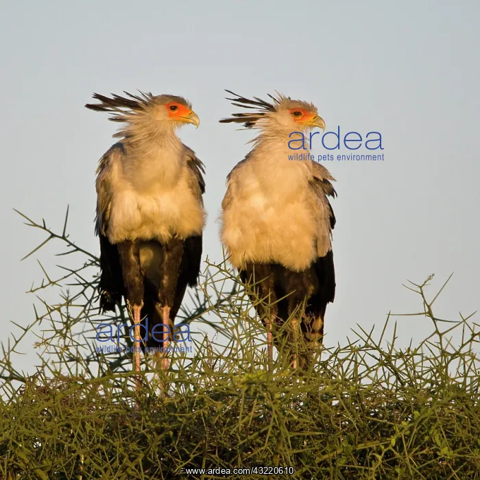 : Africa. Tanzania. Secretary Birds at Ndutu : Africa. Tanzania. Secretary Birds at Ndutu