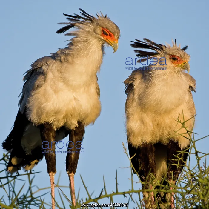 : Africa. Tanzania. Secretary Birds at Ndutu : Africa. Tanzania. Secretary Birds at Ndutu