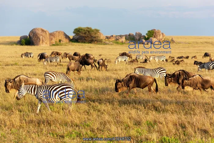 : Africa, Tanzania, The Serengeti. Herd animals graze : Africa, Tanzania, The Serengeti. Herd animals graze