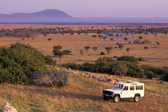 : Africa, Tanzania, Serengeti National Park : Africa, Tanzania, Serengeti National Park