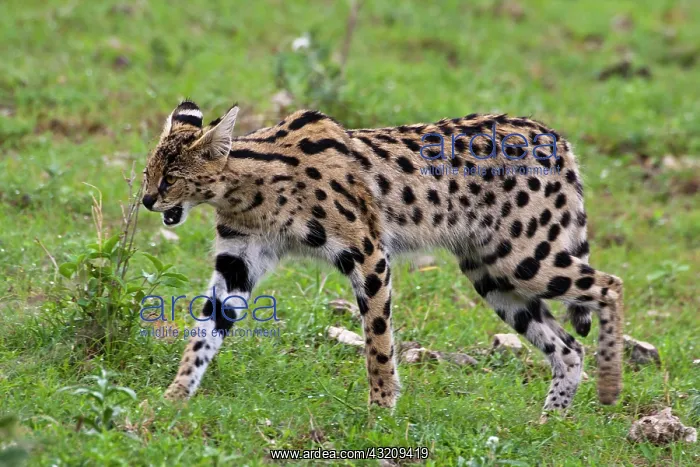 : Africa. Tanzania. Serval Cat at Ngorongoro : Africa. Tanzania. Serval Cat at Ngorongoro