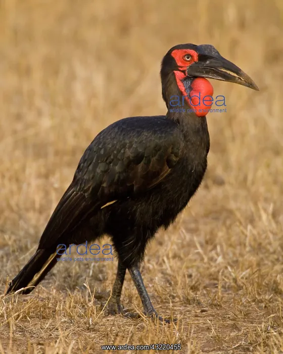 : Africa. Tanzania. Southern Ground Hornbill : Africa. Tanzania. Southern Ground Hornbill