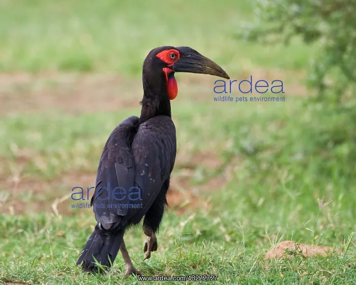 : Africa. Tanzania. Southern Ground Hornbill : Africa. Tanzania. Southern Ground Hornbill