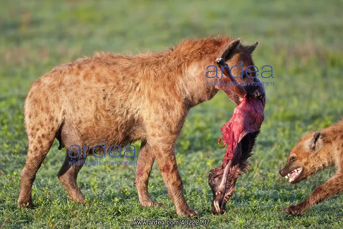 : Africa. Tanzania. Spotted Hyena with Wildebeest : Africa. Tanzania. Spotted Hyena with Wildebeest