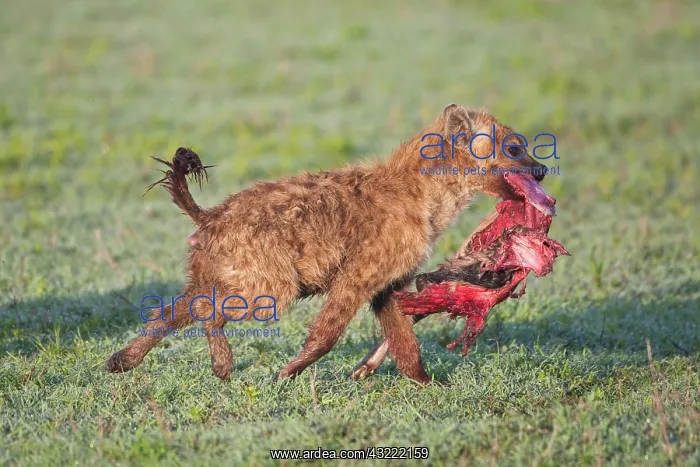 : Africa. Tanzania. Spotted Hyena with Wildebeest : Africa. Tanzania. Spotted Hyena with Wildebeest