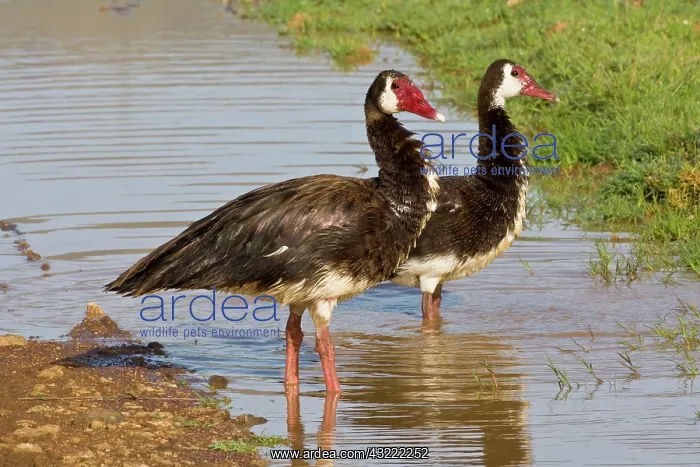 : Africa. Tanzania. Spur-Winged Geese in Ngorongoro : Africa. Tanzania. Spur-Winged Geese in Ngorongoro