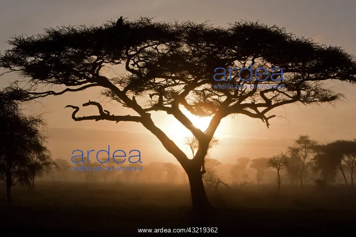 : Africa. Tanzania. Sunrise in early morning : Africa. Tanzania. Sunrise in early morning