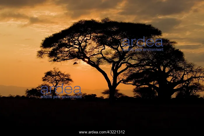 : Africa. Tanzania. Sunset with Acacia and : Africa. Tanzania. Sunset with Acacia and