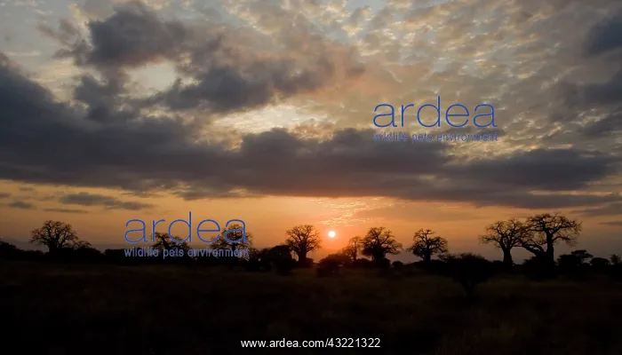 : Africa. Tanzania. Sunset with Baobab trees : Africa. Tanzania. Sunset with Baobab trees