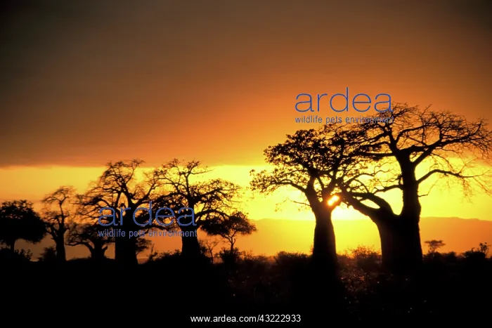  : Africa, Tanzania, Tarangire National Park