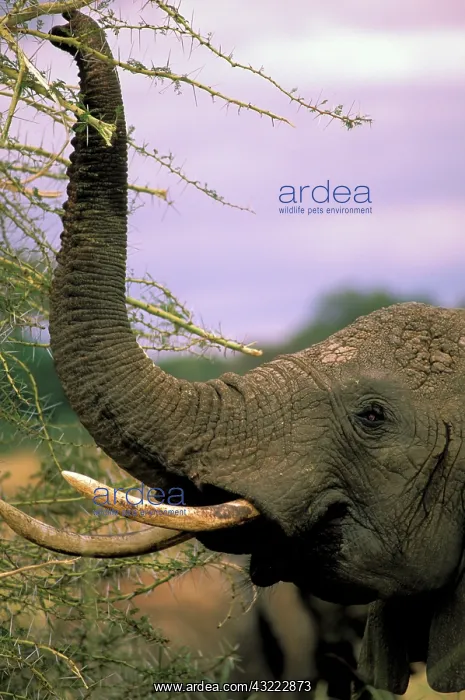 : Africa, Tanzania, Tarangire Safari. African : Africa, Tanzania, Tarangire Safari. African