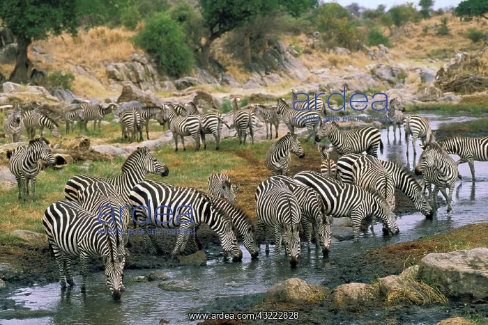 : Africa, Tanzania, Tarangire Safari. Burchell : Africa, Tanzania, Tarangire Safari. Burchell